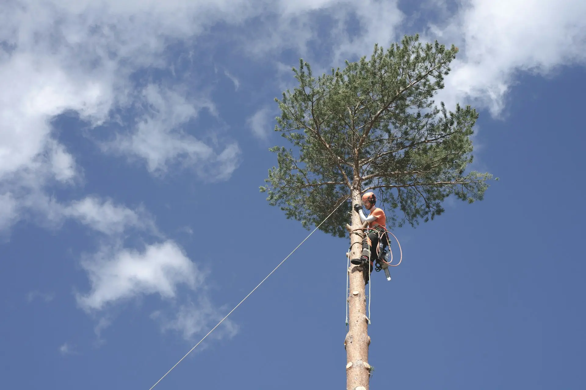 Tree Service Web Development: Guide to a High-Converting Website